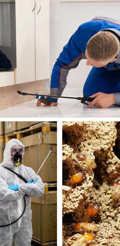 affordable-pest-control-service-perth