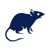 Rodent Control Services Perth