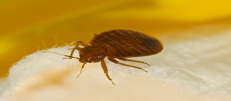 Bed Bugs Control Perth