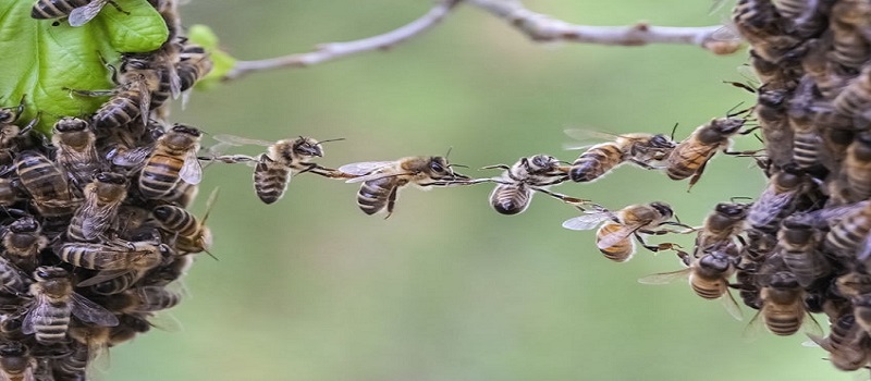 Bee and Wasp Removal Perth