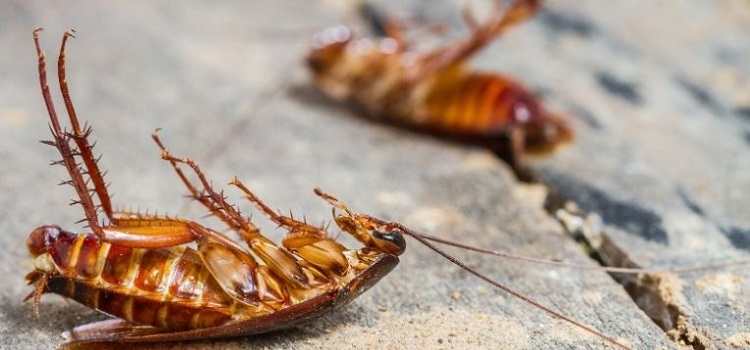 Cockroach Control Perth