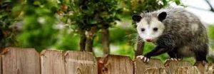 Possum Removal Experts in Perth