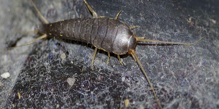 Silverfish Control Perth