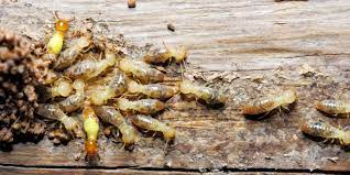 Termite Control Perth