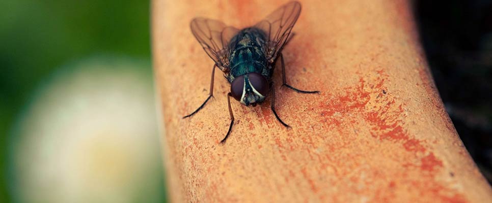 Why Flies Infestations Should Never be Underestimated