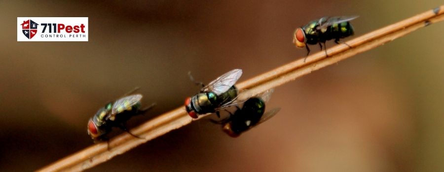 Pest Control Forrestfield