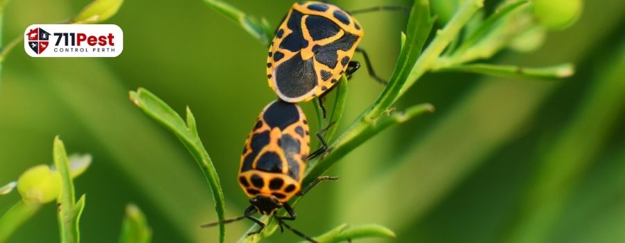 Pest Control Tuart Hill