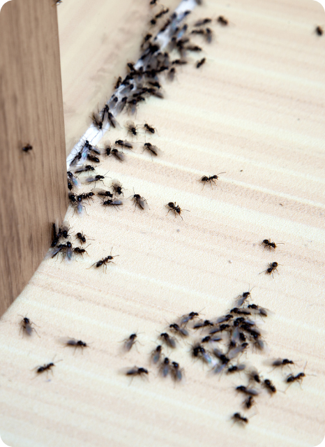 Ant Control in Perth