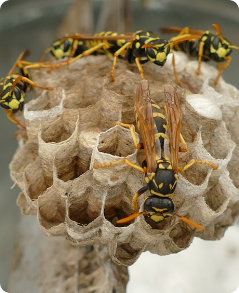 Bees and Wasps In Perth