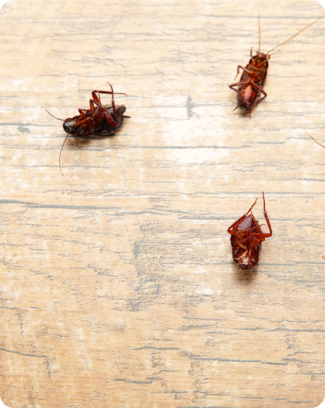 Cockroach Infestation