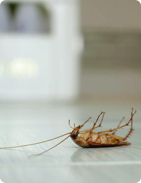 Cockroach Prevention Tips
