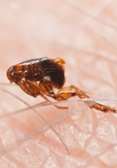Flea Control Services