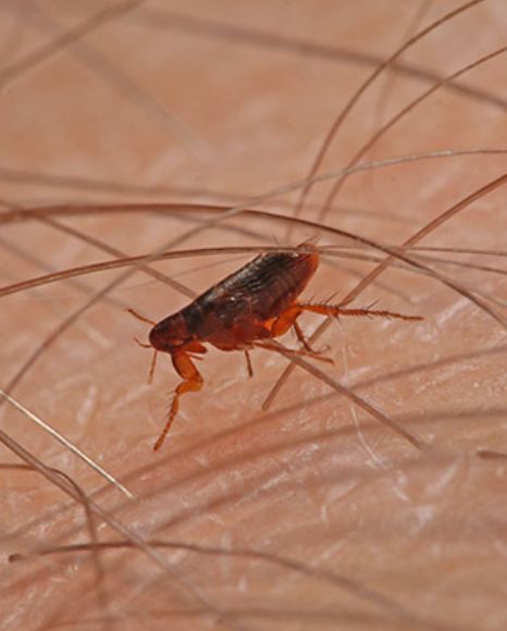 Flea Prevention Tips