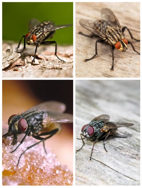 Fly Control Company