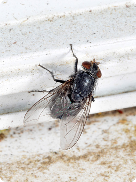 Pest Control Services