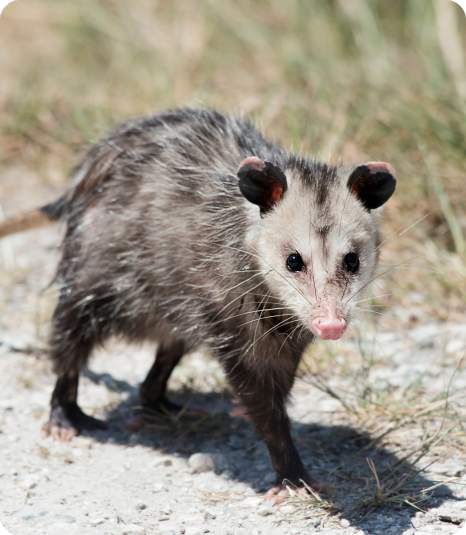 Possum Prevention Tips
