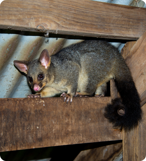 Possum Removal Service in Perth