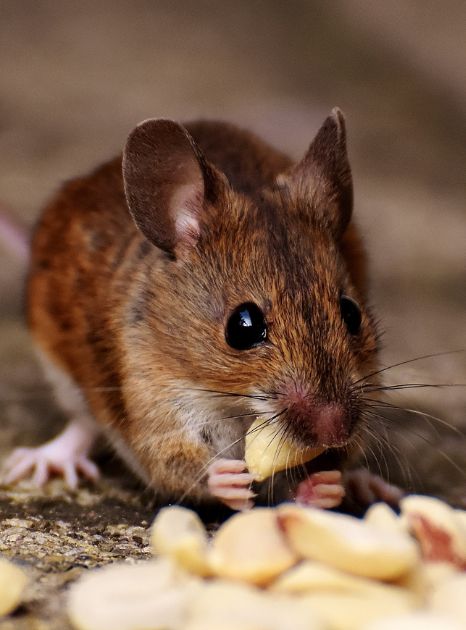 Rodent Prevention Tips