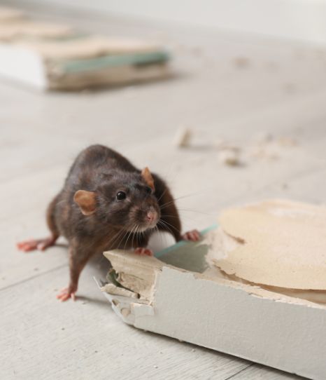Signs of Rodent Infestation