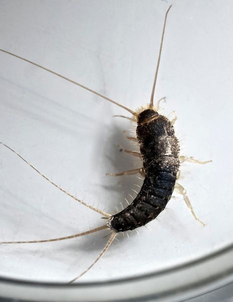 Silverfish Control Experts