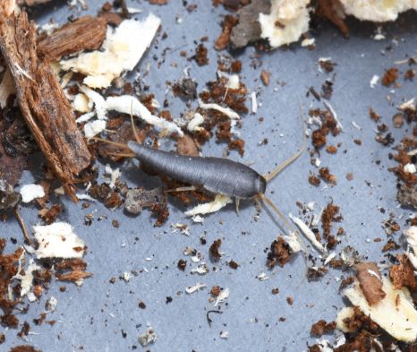 Silverfish Control Service In Perth