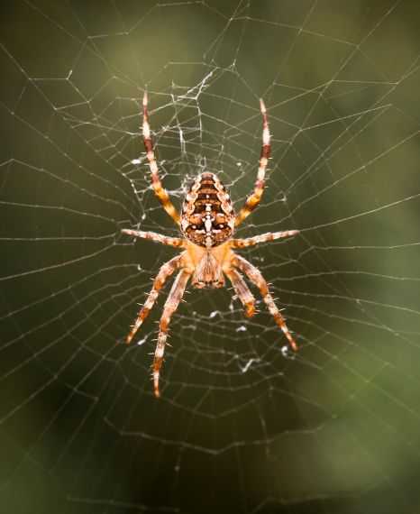 Spider Control Experts