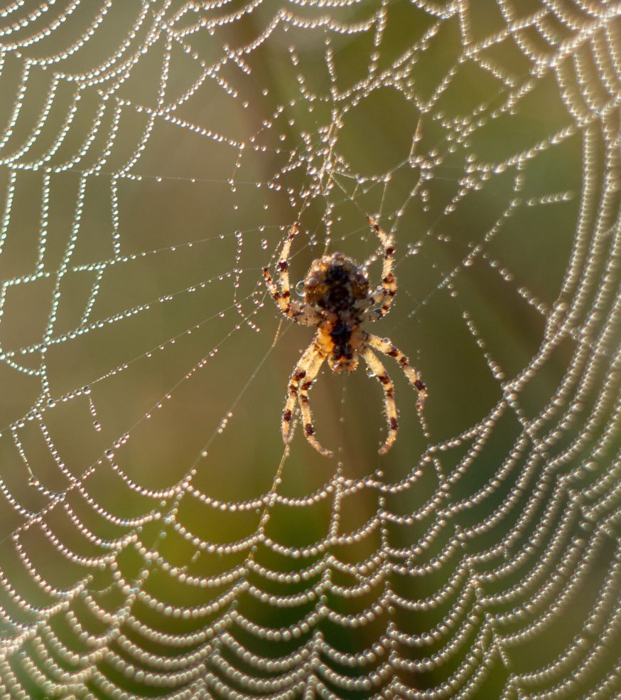 Spider Control Infestation