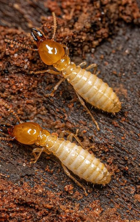 Termite Control Treatment