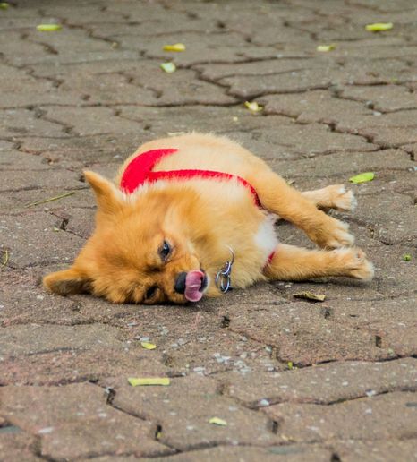 Dead Animal Removal Service in Perth